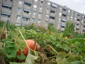 potagers_urbains